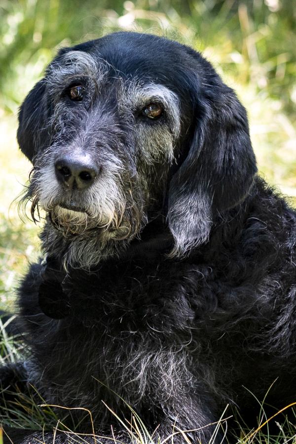 /Images/uploads/Friends of Seal Beach Animal Care Center/2022sbacc/entries/21787thumb.jpg